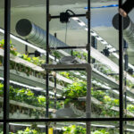 How To Use Portable Dehumidifiers to Maximize Vertical Farming Yields (Without Losing Crops To Mold)