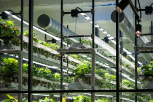 Rows of green leafy plants growing on a multi-tiered indoor vertical farming system equipped with overhead LED grow lights and overhead ventilation ducts, viewed through a window frame.