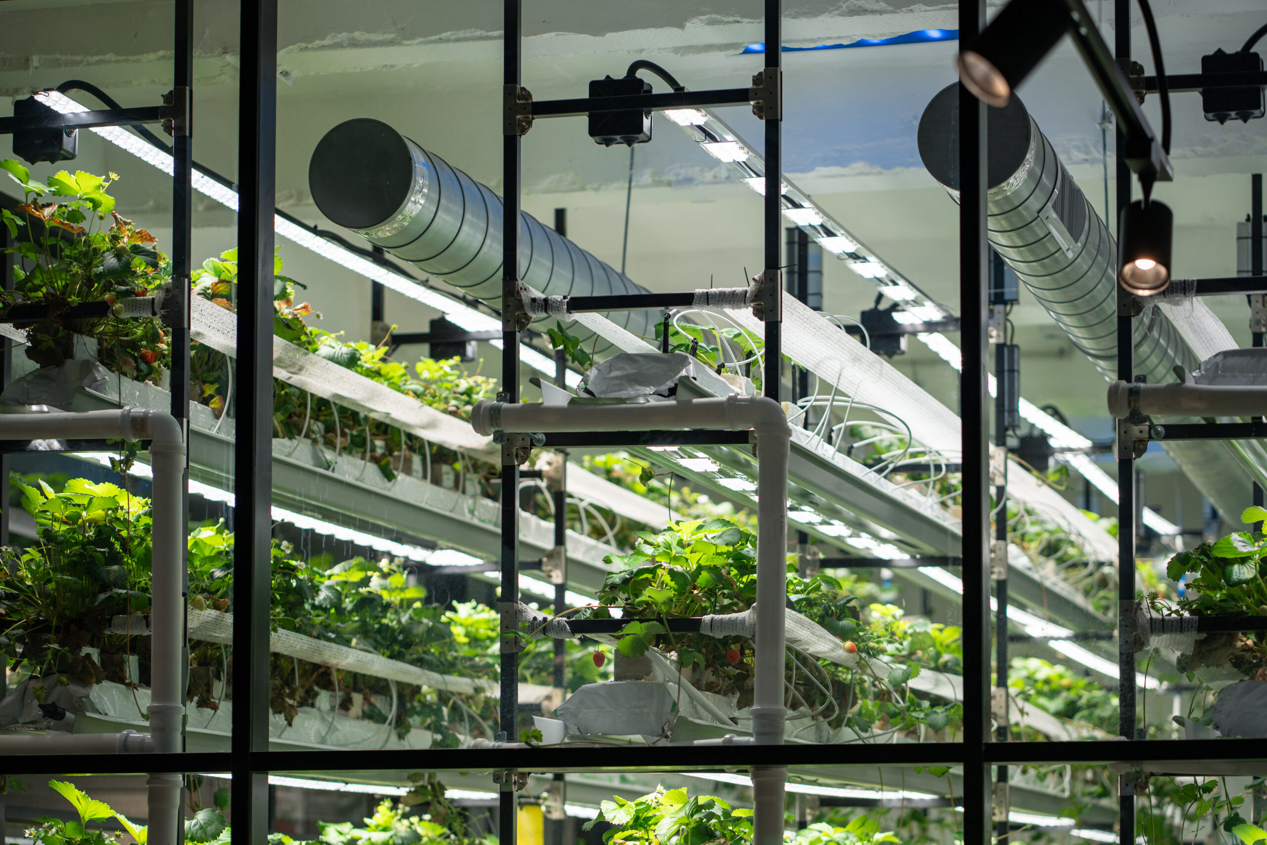 Rows of green leafy plants growing on a multi-tiered indoor vertical farming system equipped with overhead LED grow lights and overhead ventilation ducts, viewed through a window frame.